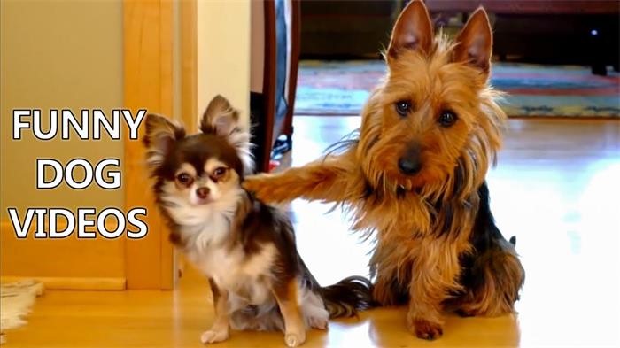 Funny Dog Videos